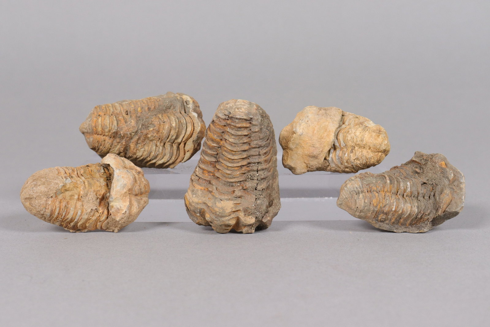 Lots fossilized items (1 of 6)