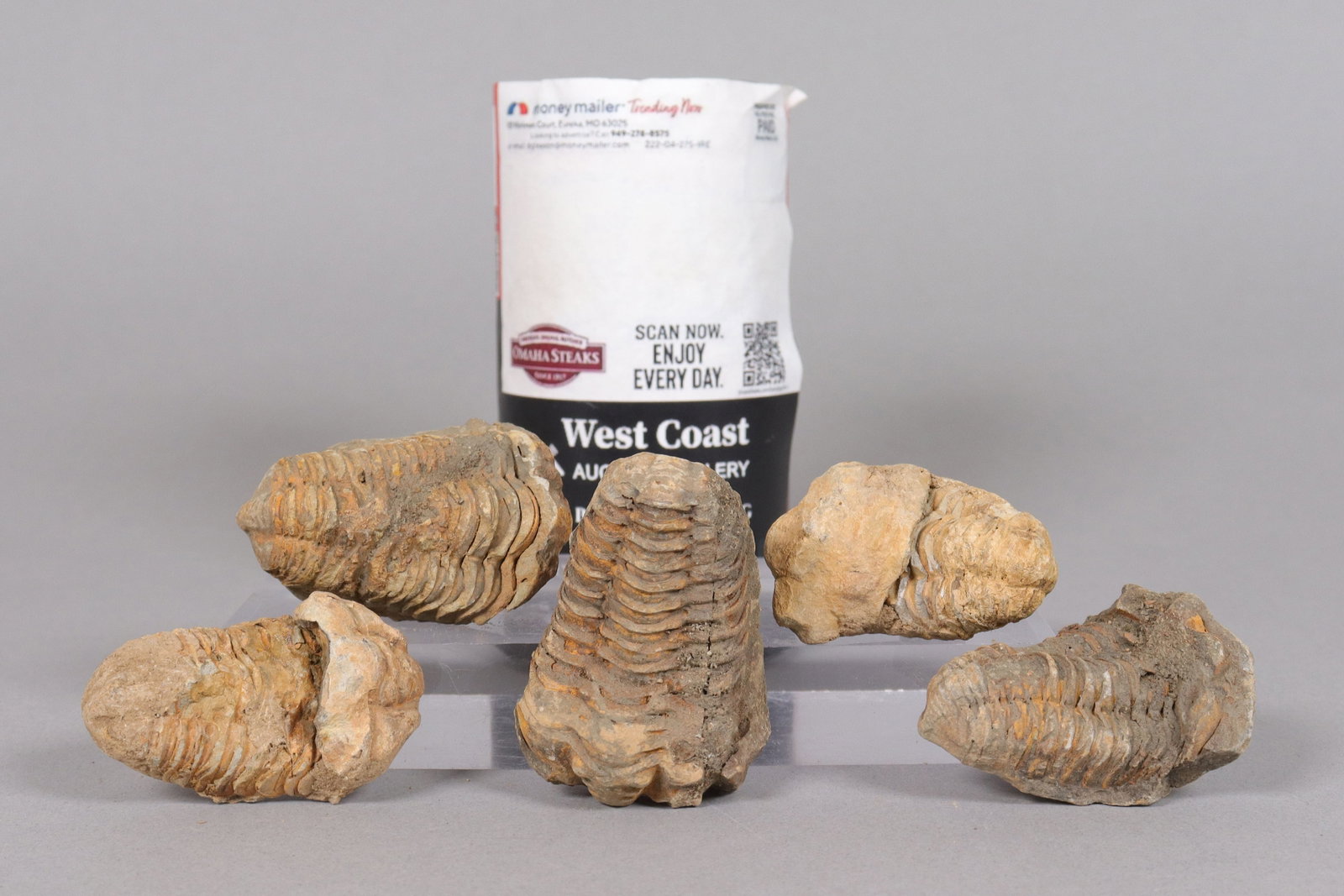 Lots fossilized items - 2