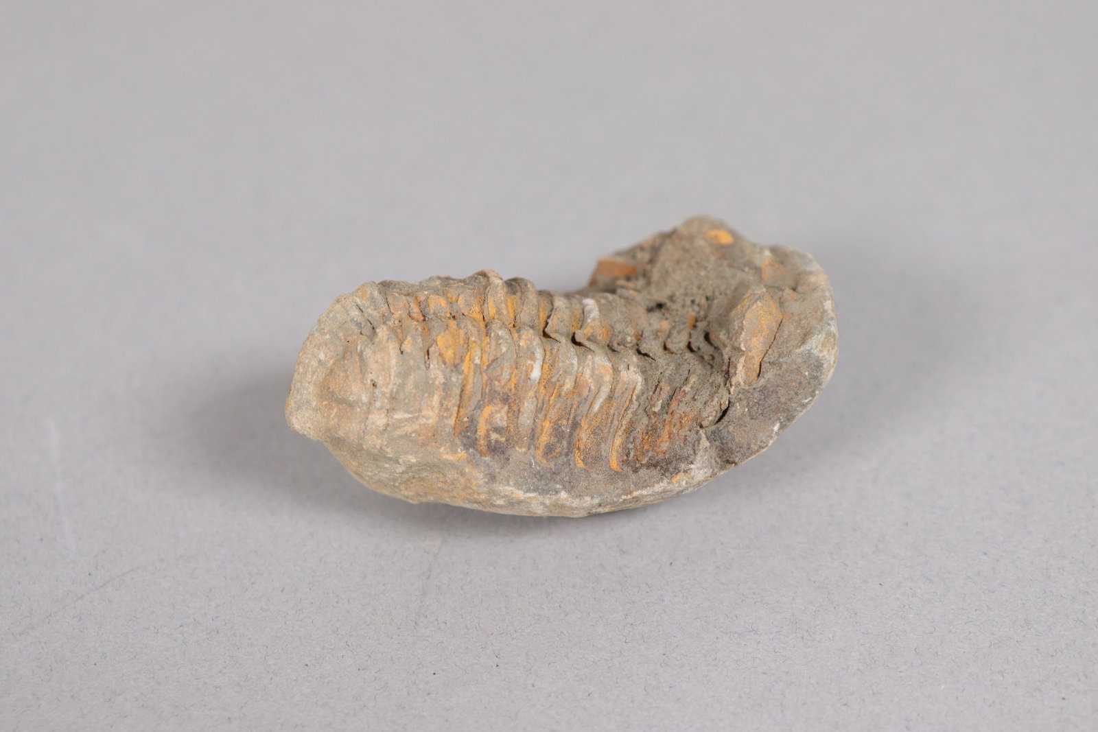Lots fossilized items - 3