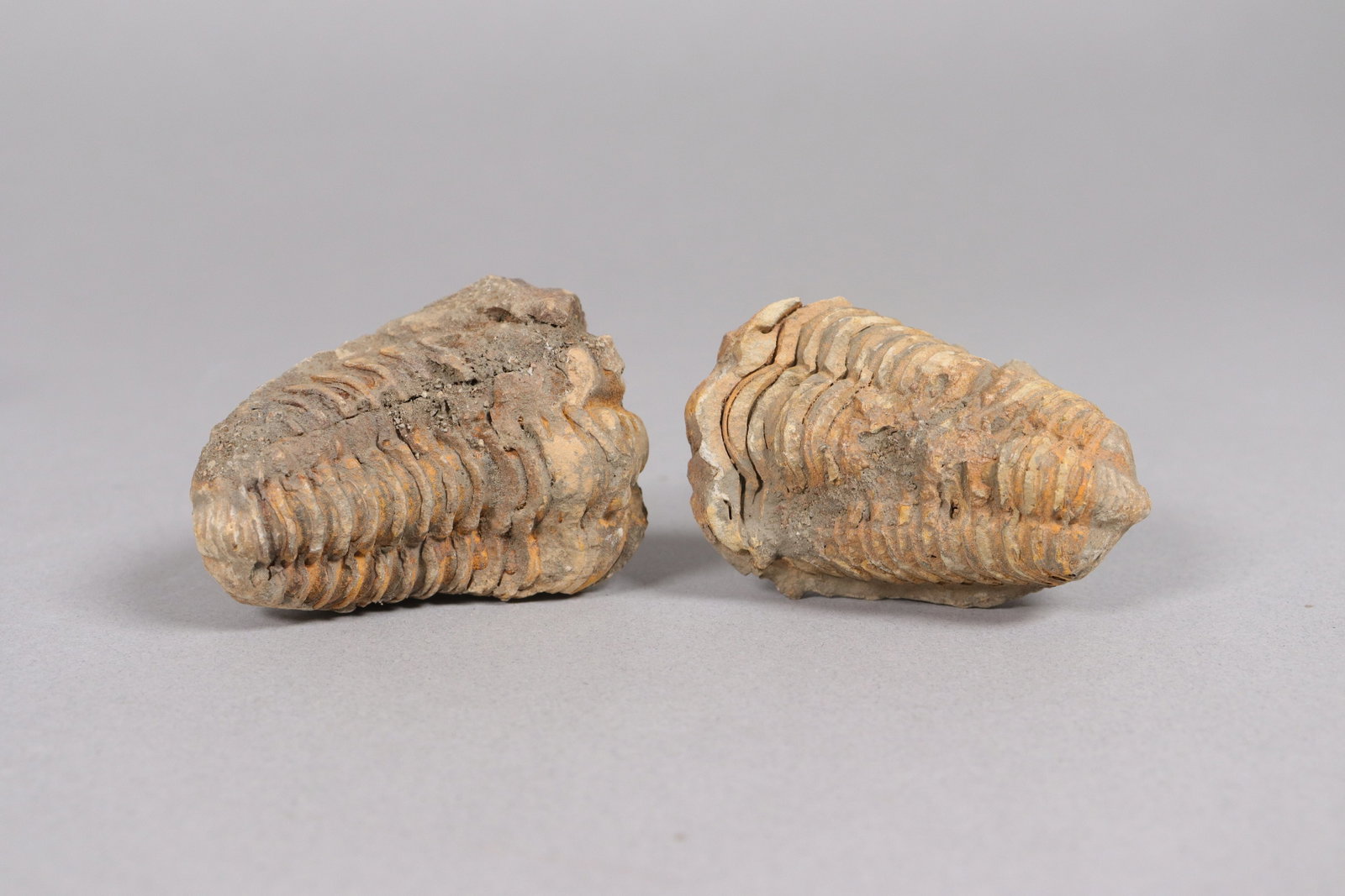 Lots fossilized items - 4
