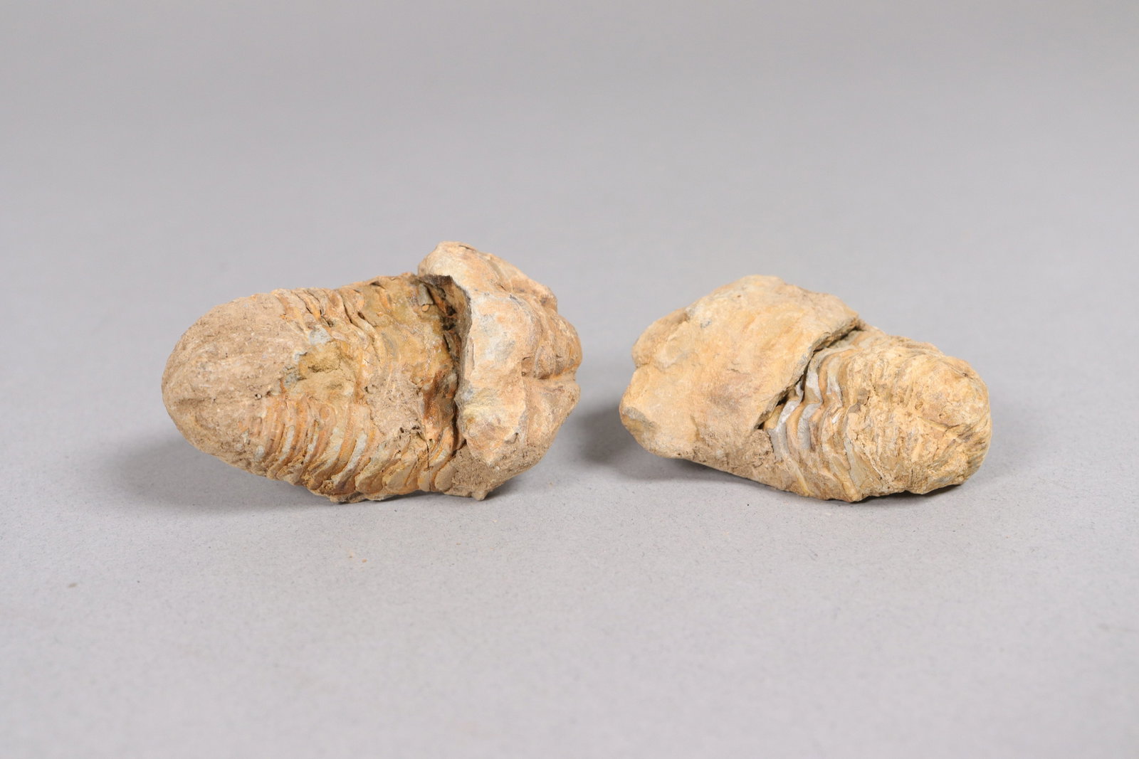 Lots fossilized items - 5