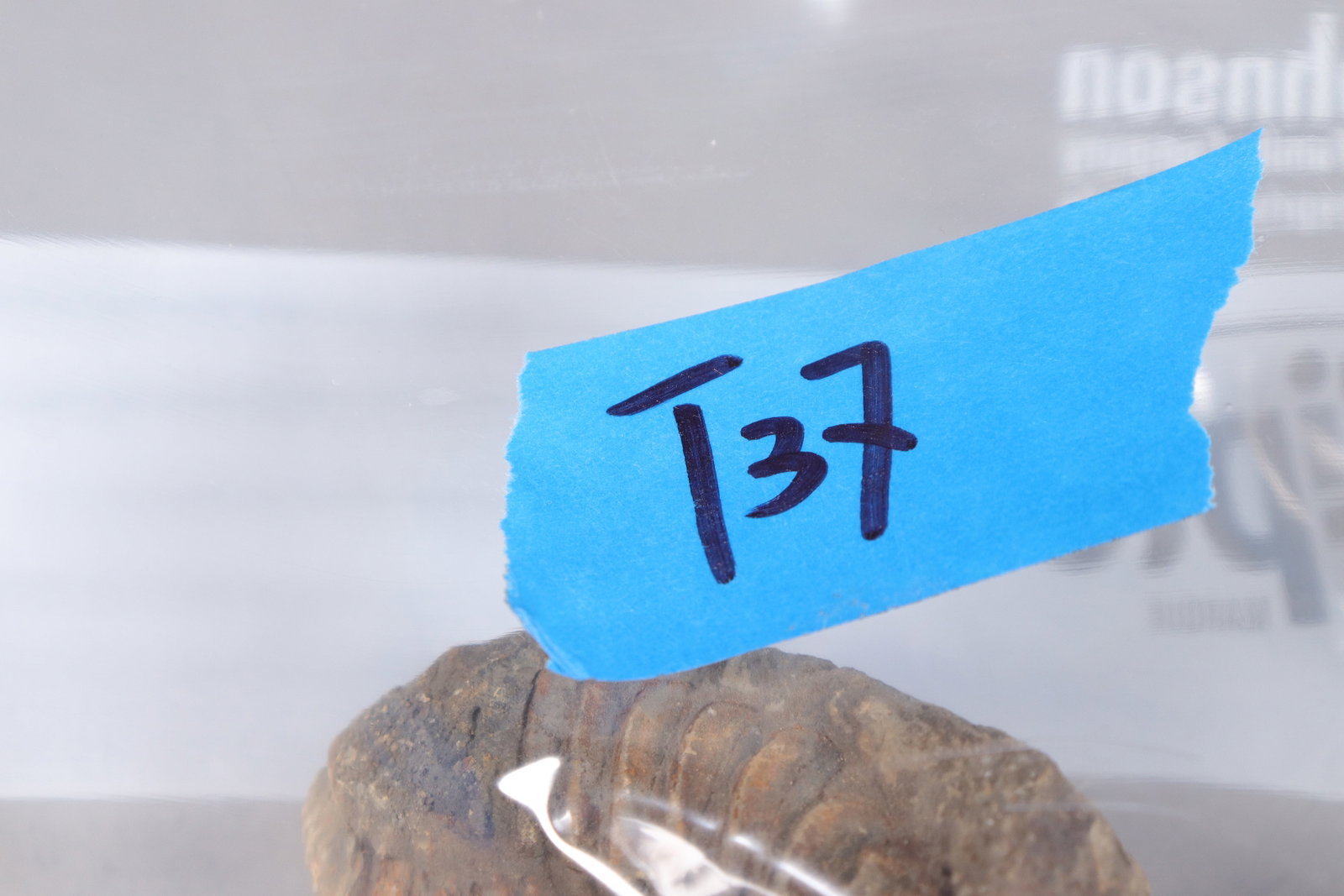 Lots fossilized items - 6