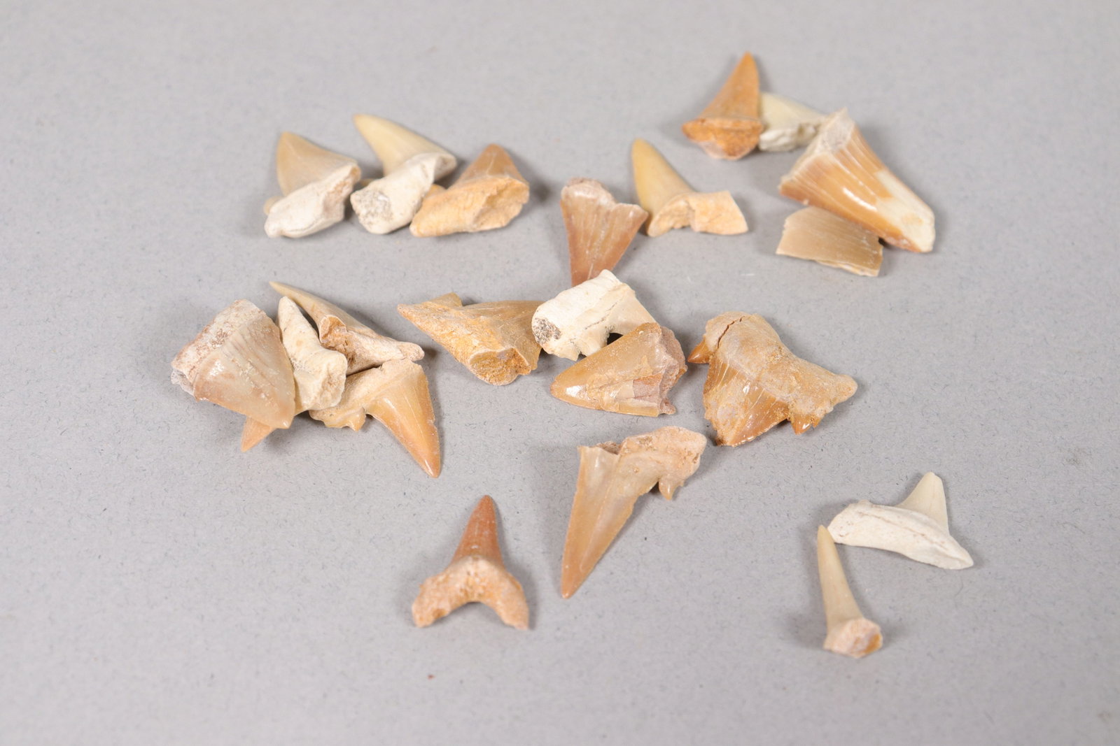 Lots estate tooth - 3