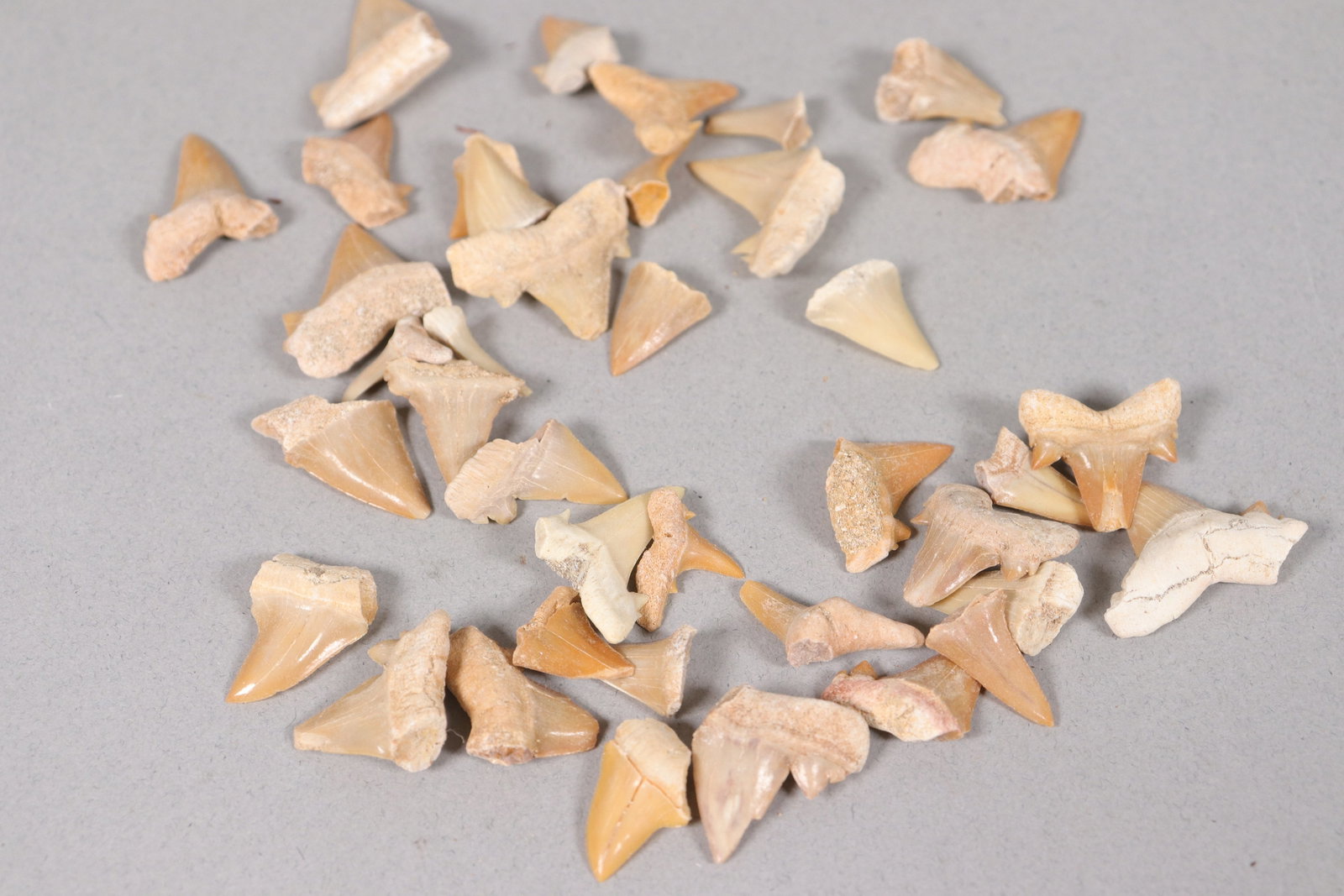 Lots estate tooth - 4