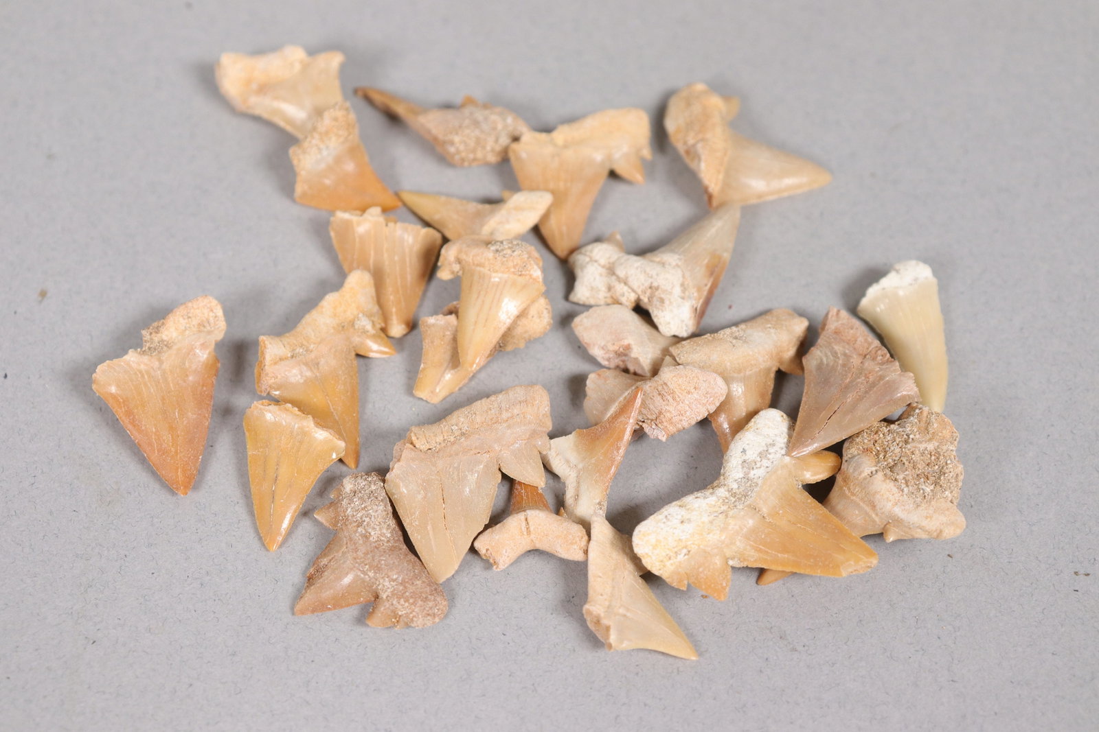 Lots estate tooth - 5