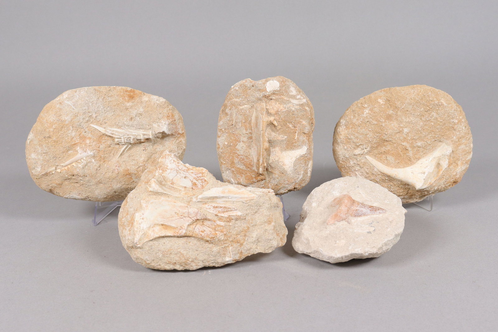 Lots fossilized items (1 of 8)