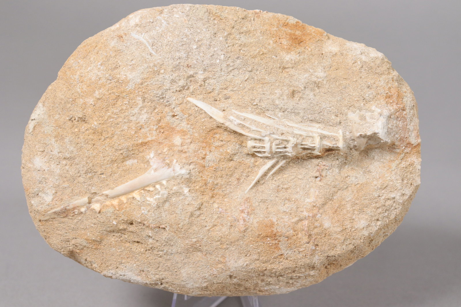 Lots fossilized items - 3