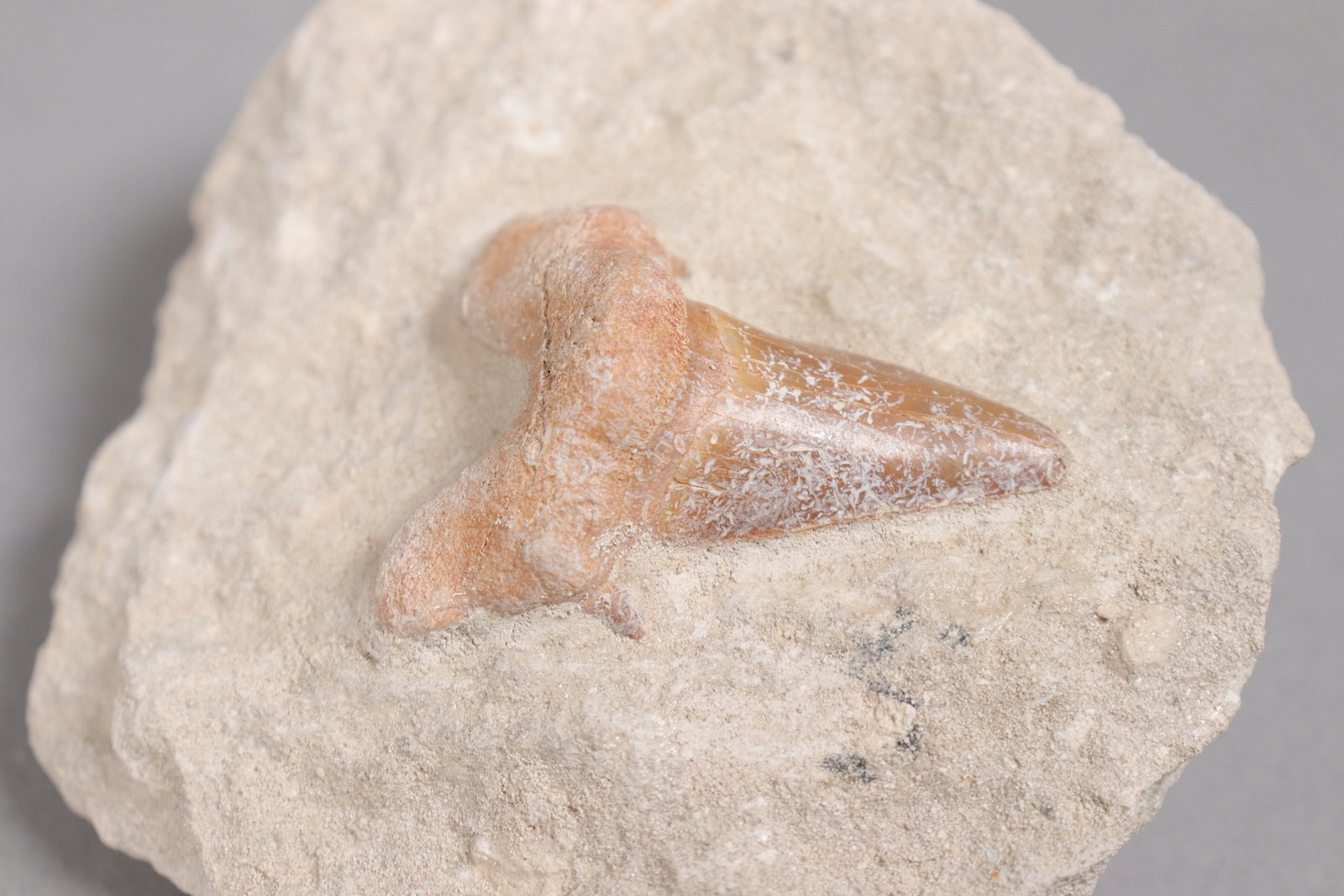 Lots fossilized items - 4
