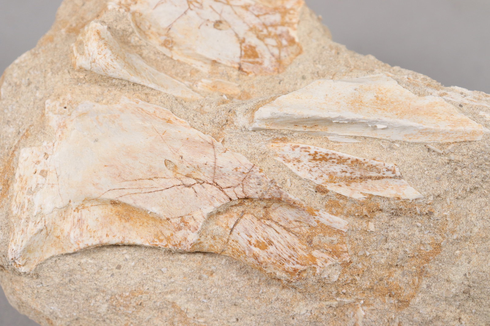 Lots fossilized items - 5