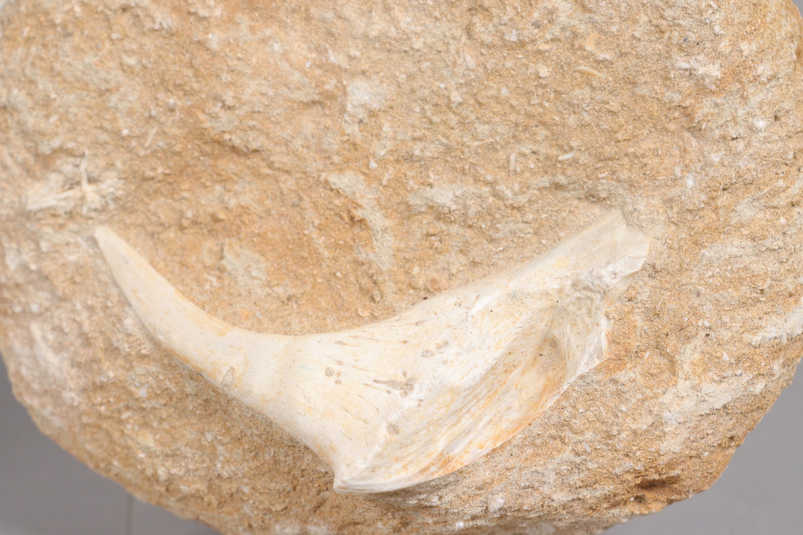 Lots fossilized items - 6