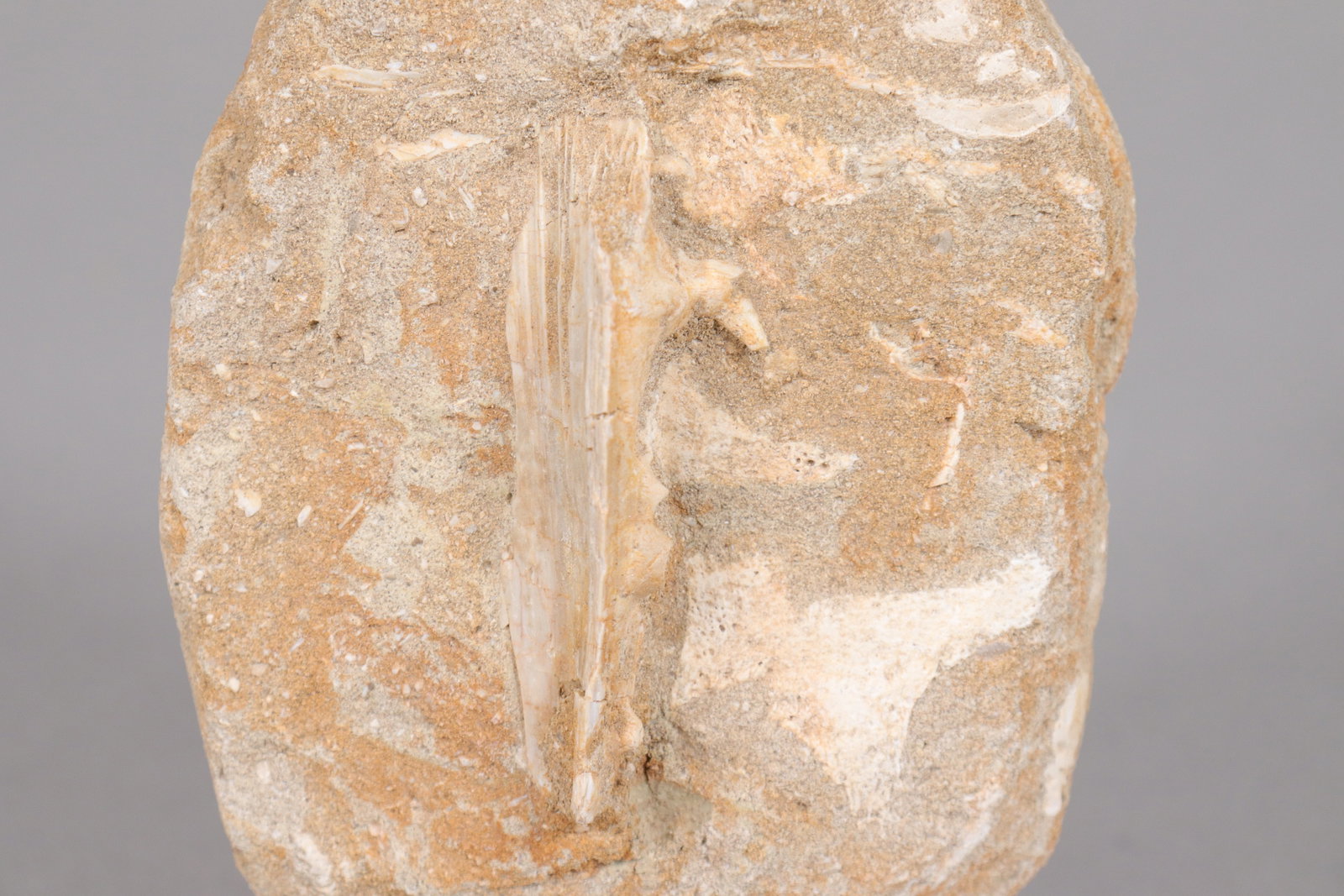 Lots fossilized items - 7