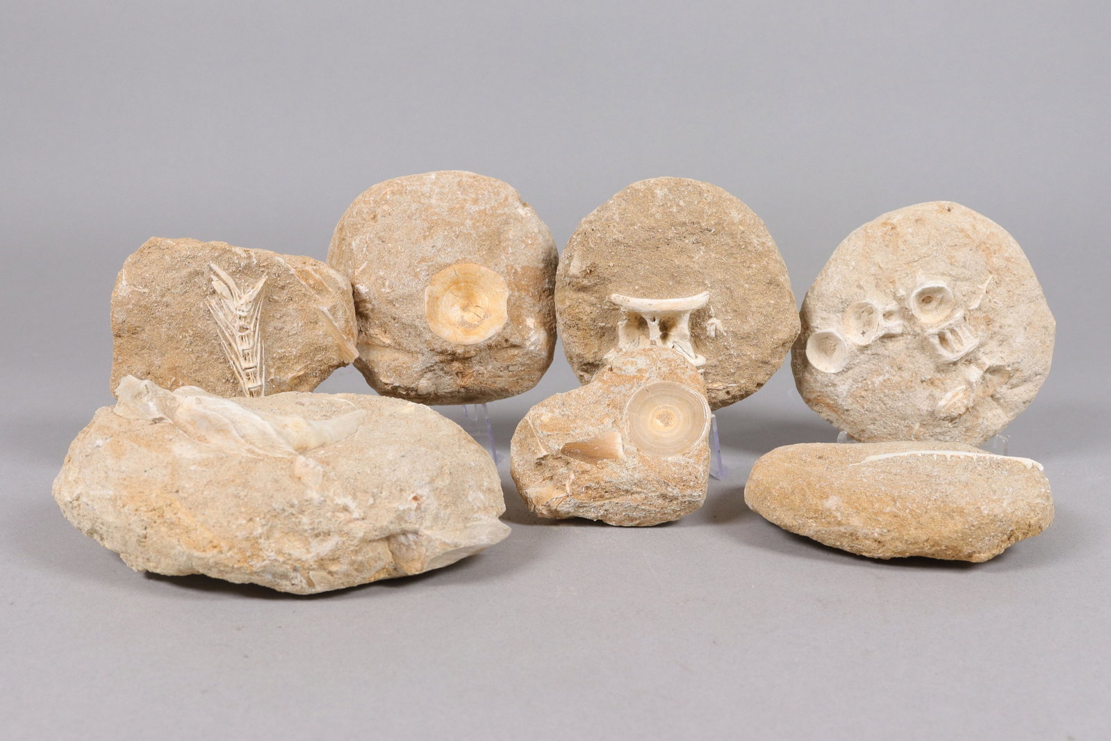 Lots fossilized items (1 of 8)
