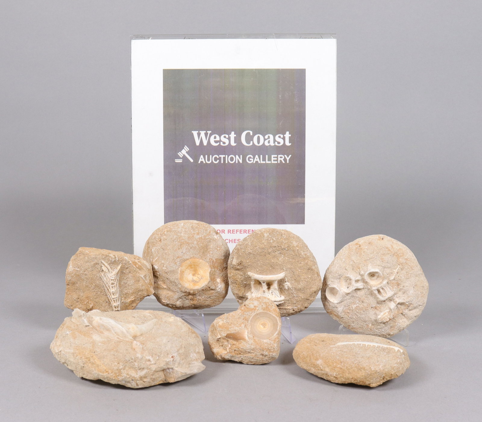 Lots fossilized items - 2
