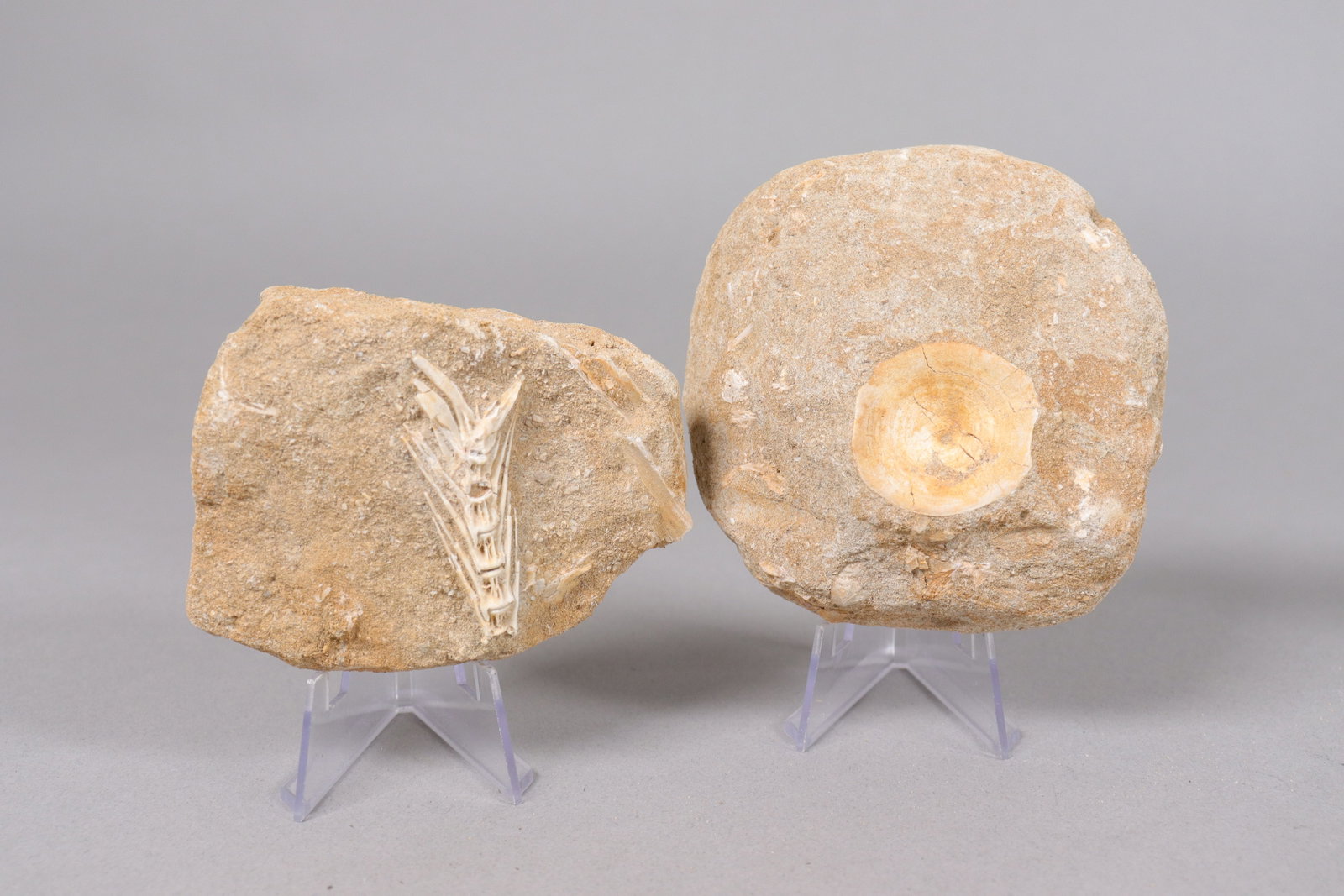 Lots fossilized items - 3