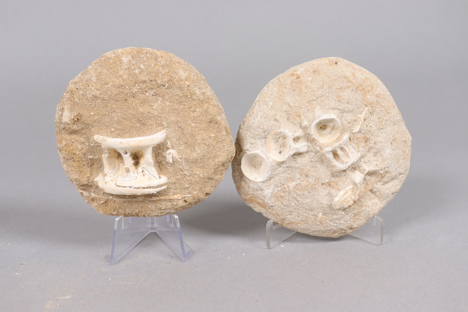 Lots fossilized items - 4