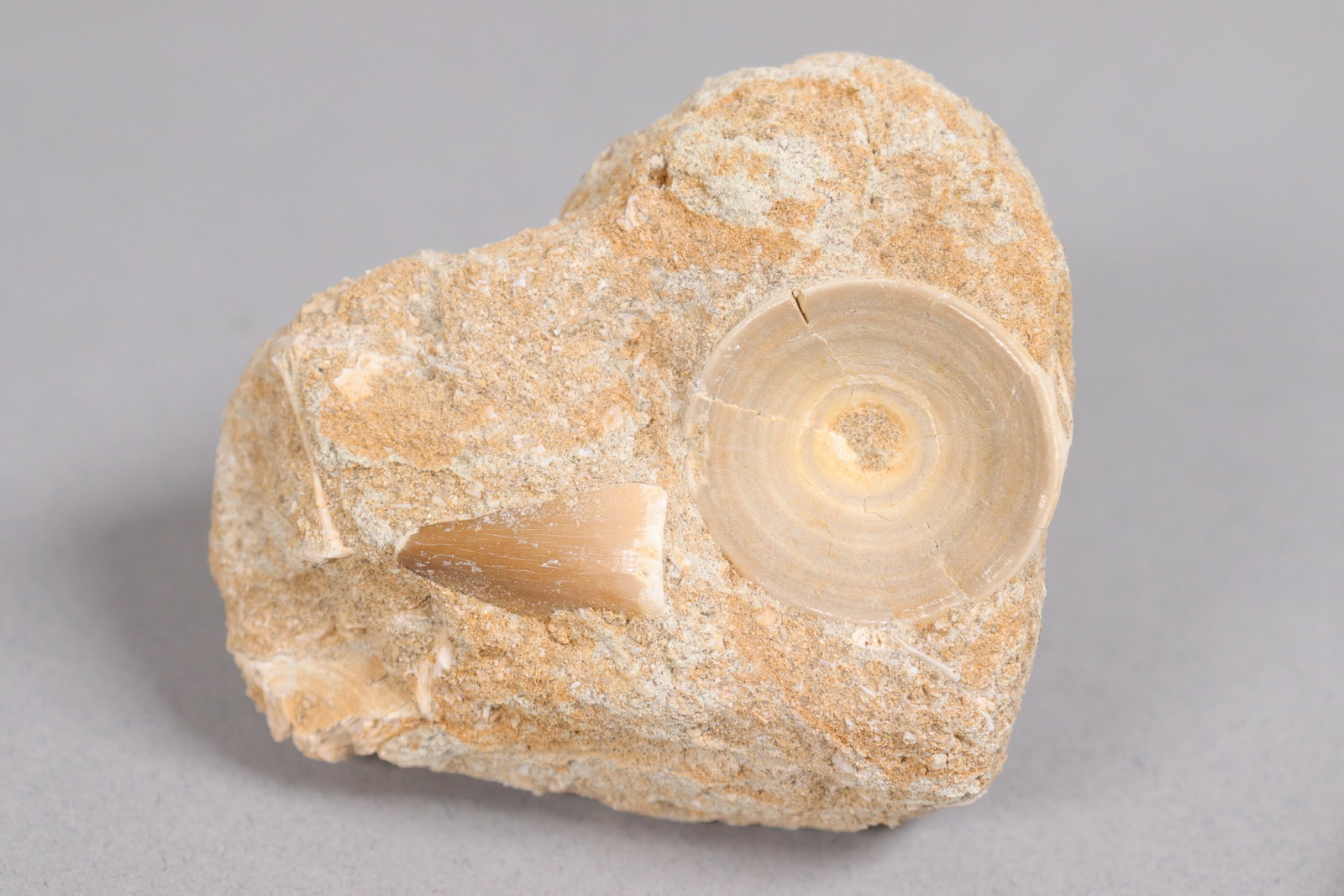 Lots fossilized items - 5