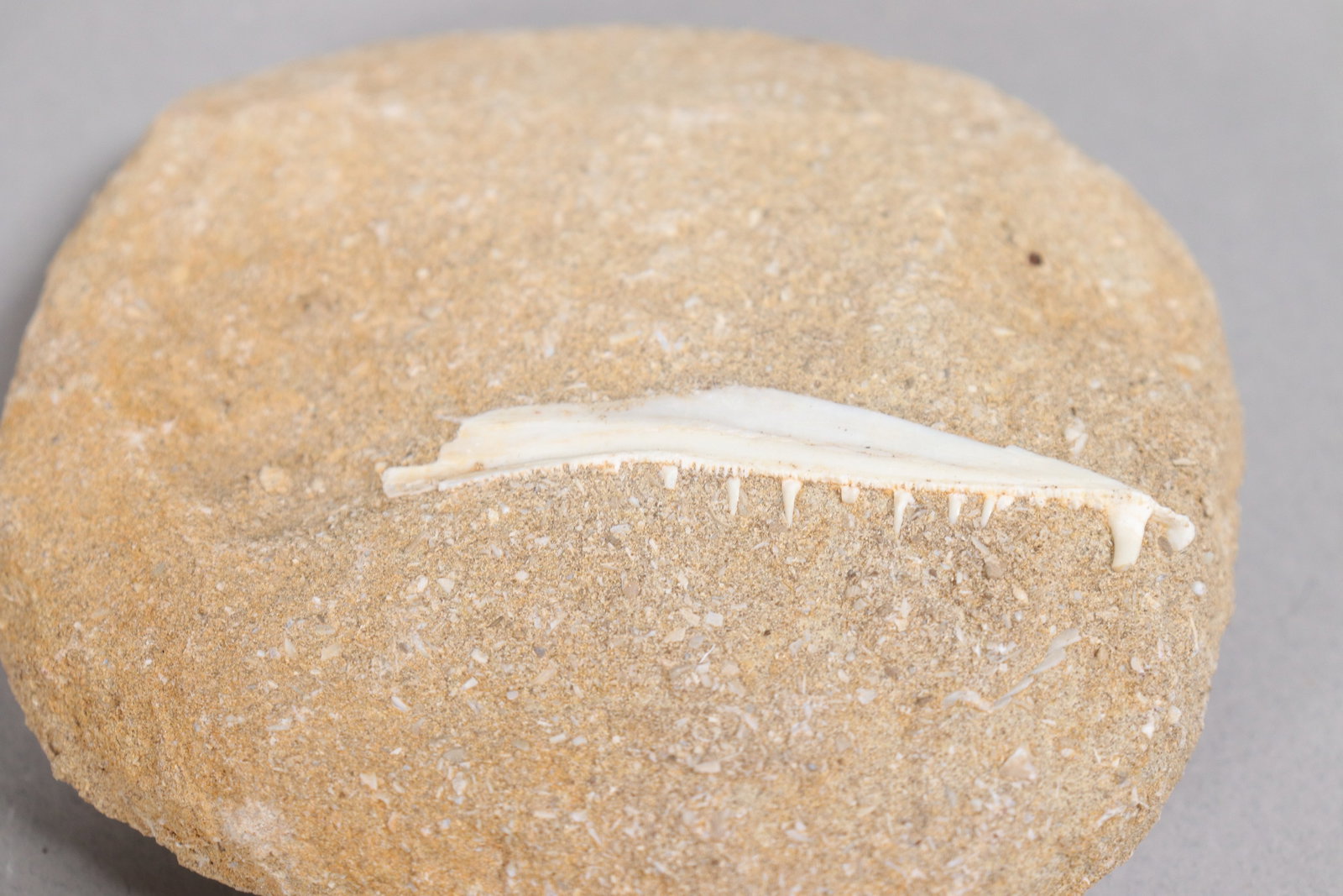 Lots fossilized items - 6