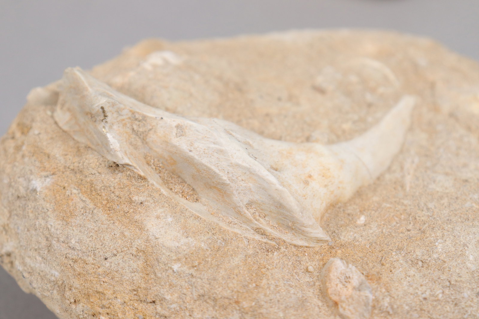 Lots fossilized items - 7
