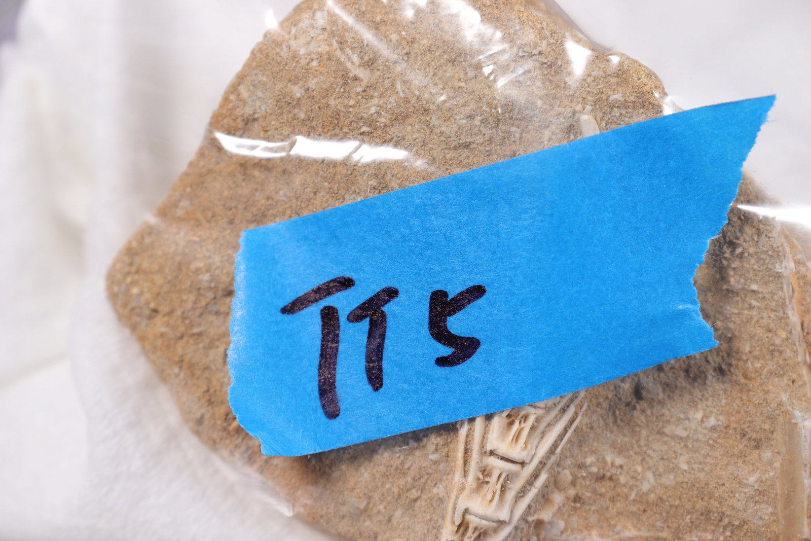 Lots fossilized items - 8