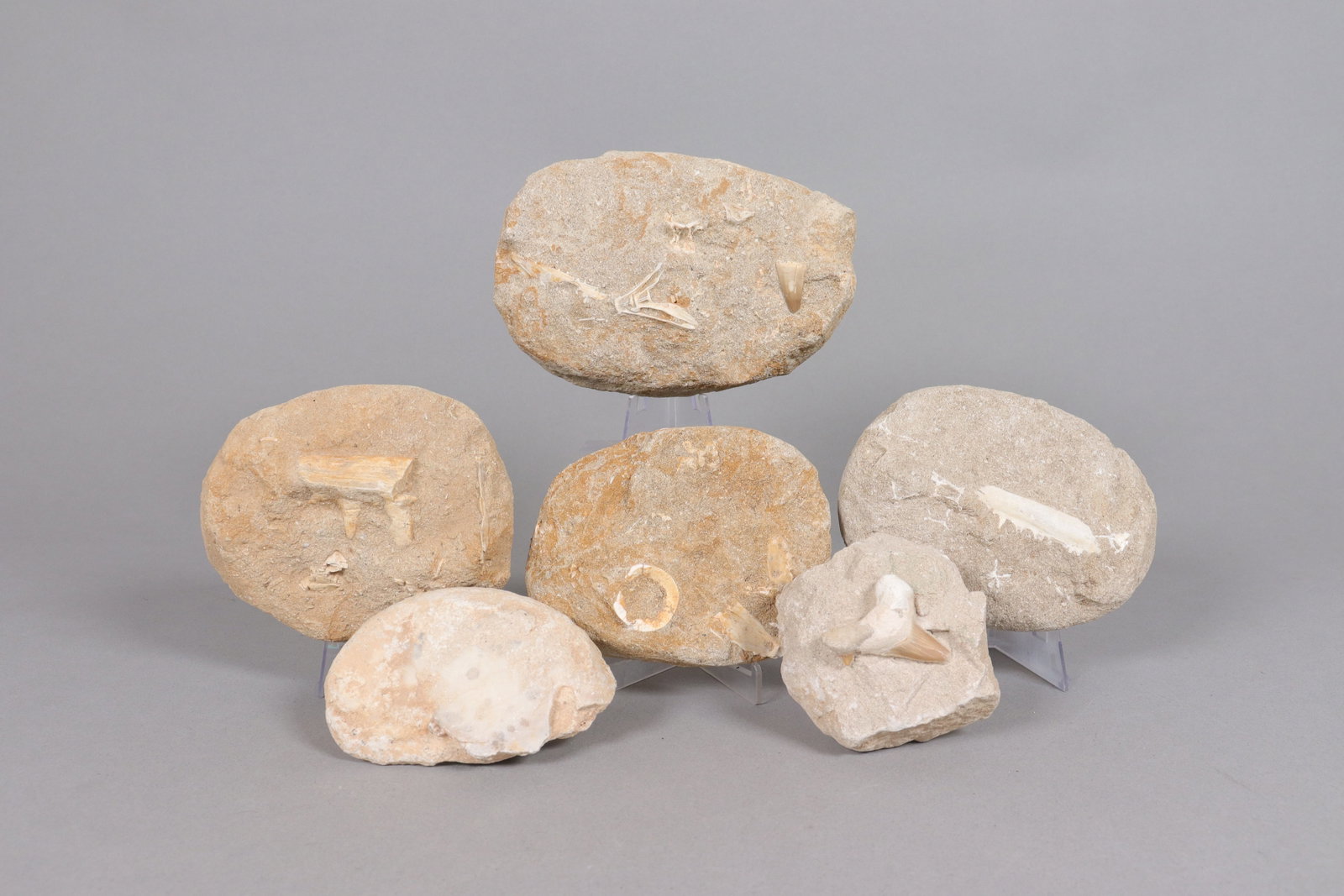 Lots fossilized items (1 of 4)
