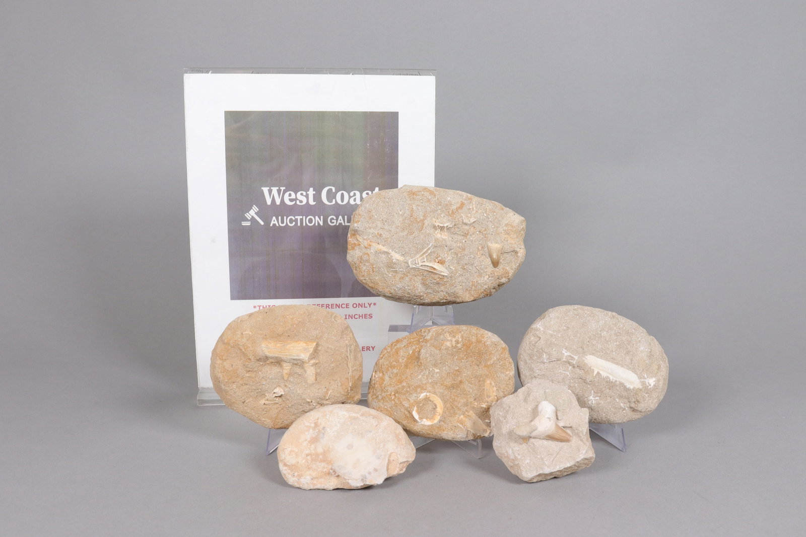 Lots fossilized items - 2
