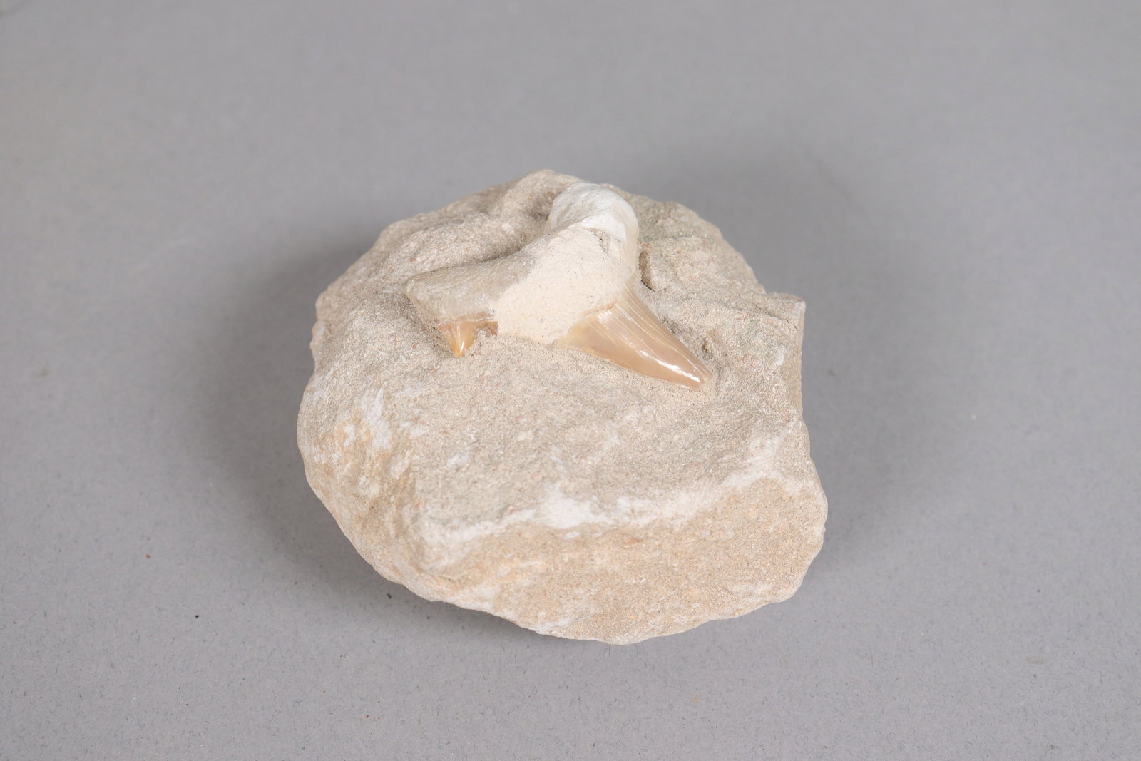 Lots fossilized items - 3