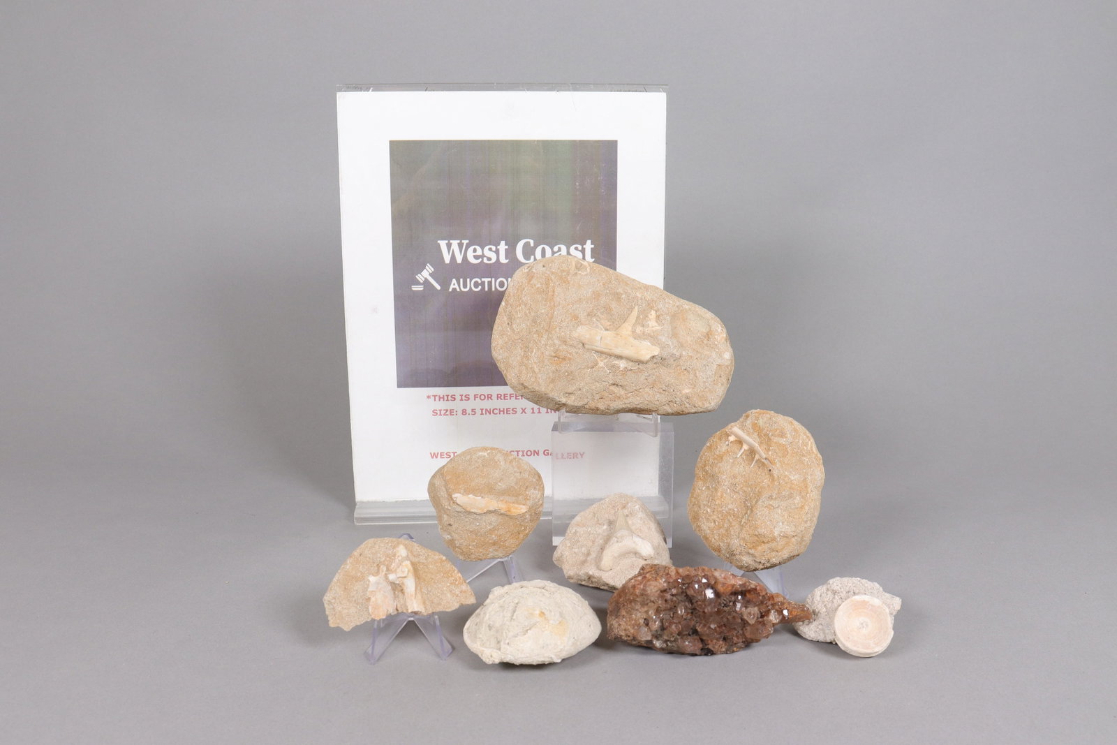 Lots fossilized items - 2