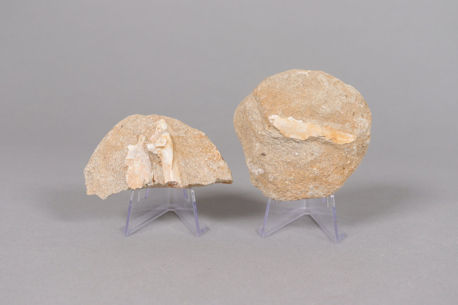 Lots fossilized items - 3