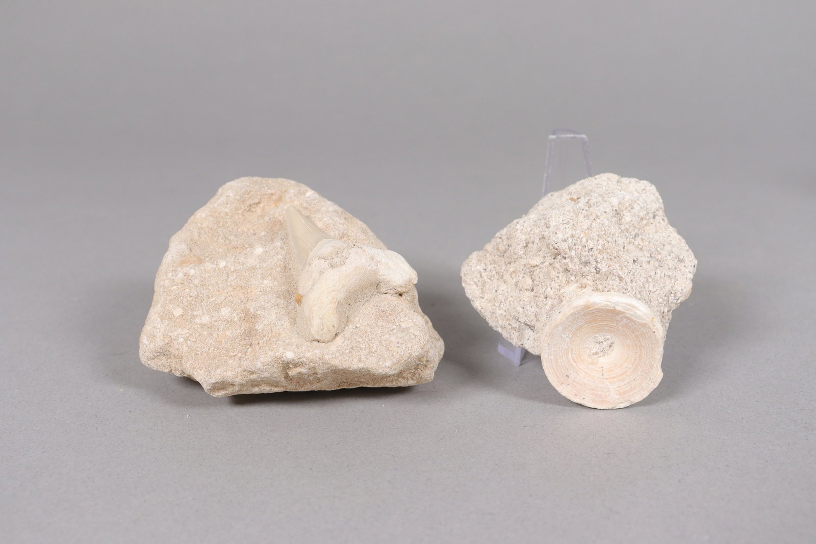 Lots fossilized items - 4