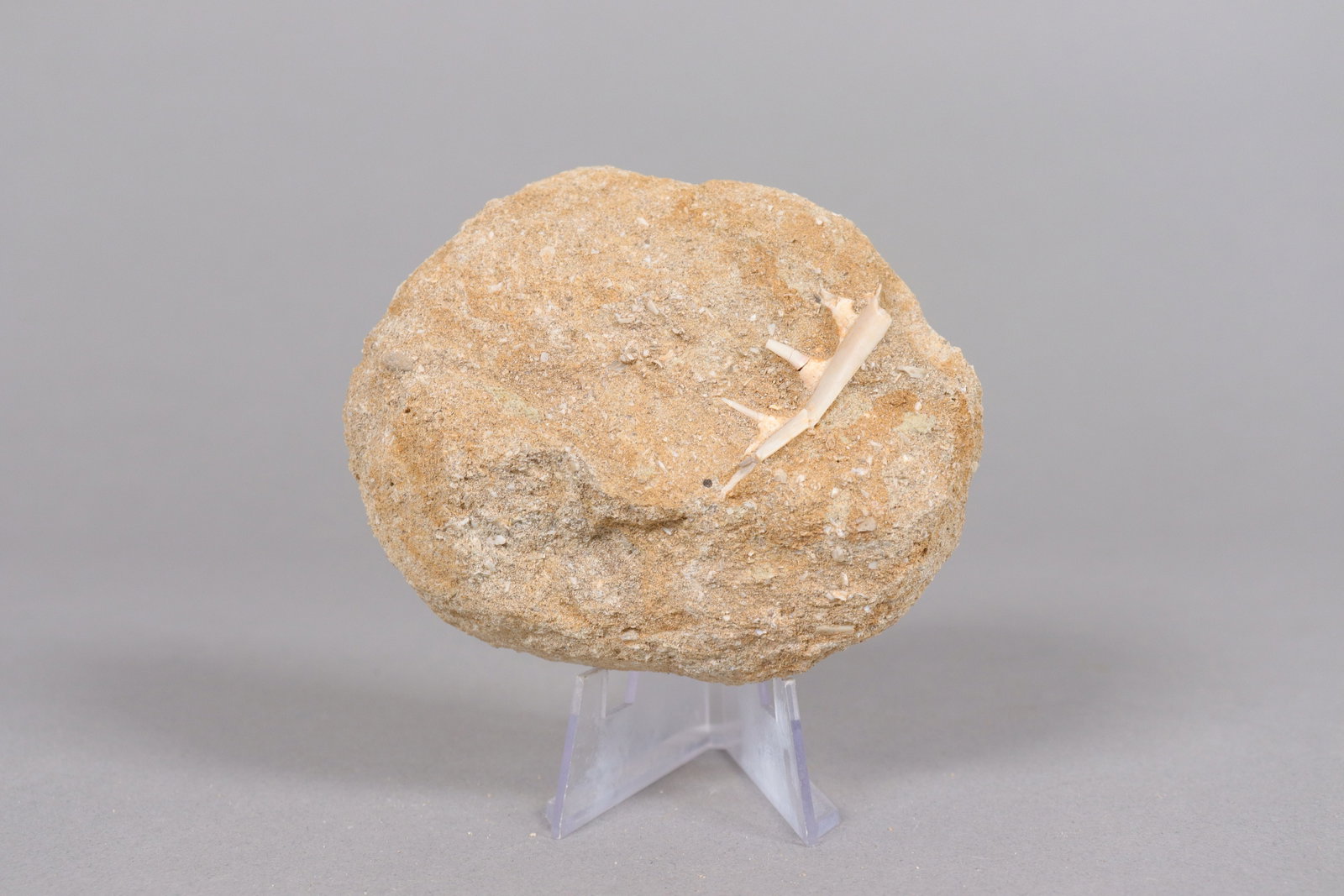 Lots fossilized items - 6