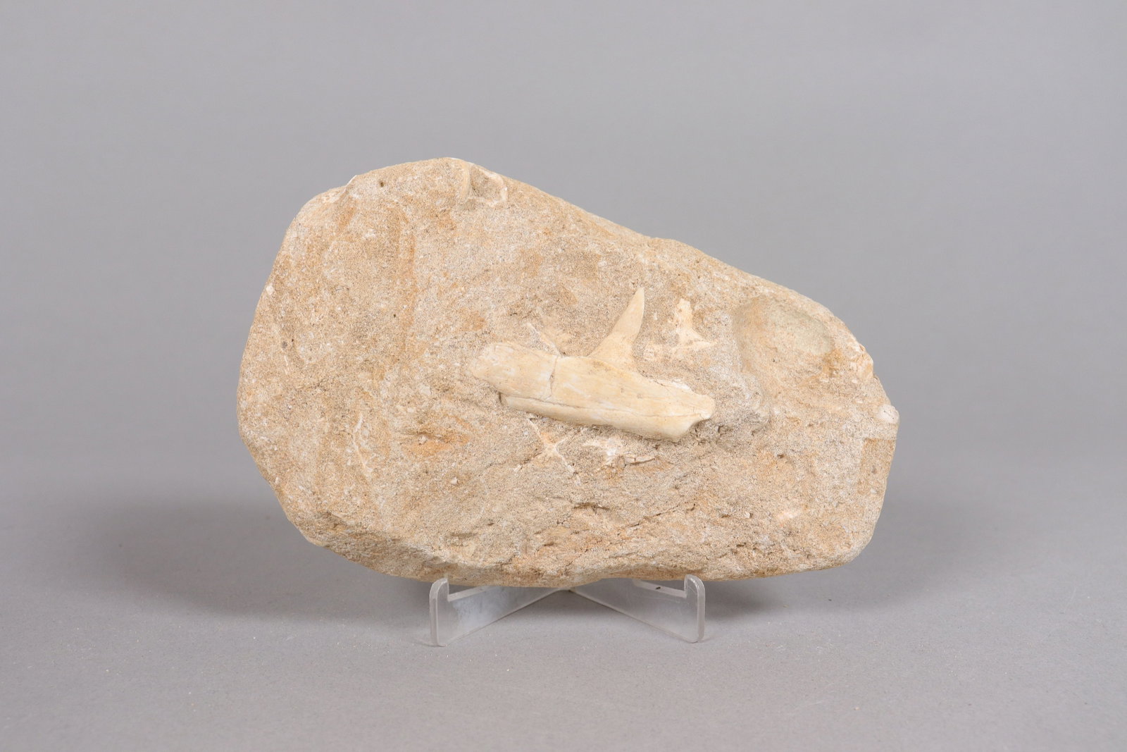Lots fossilized items - 7