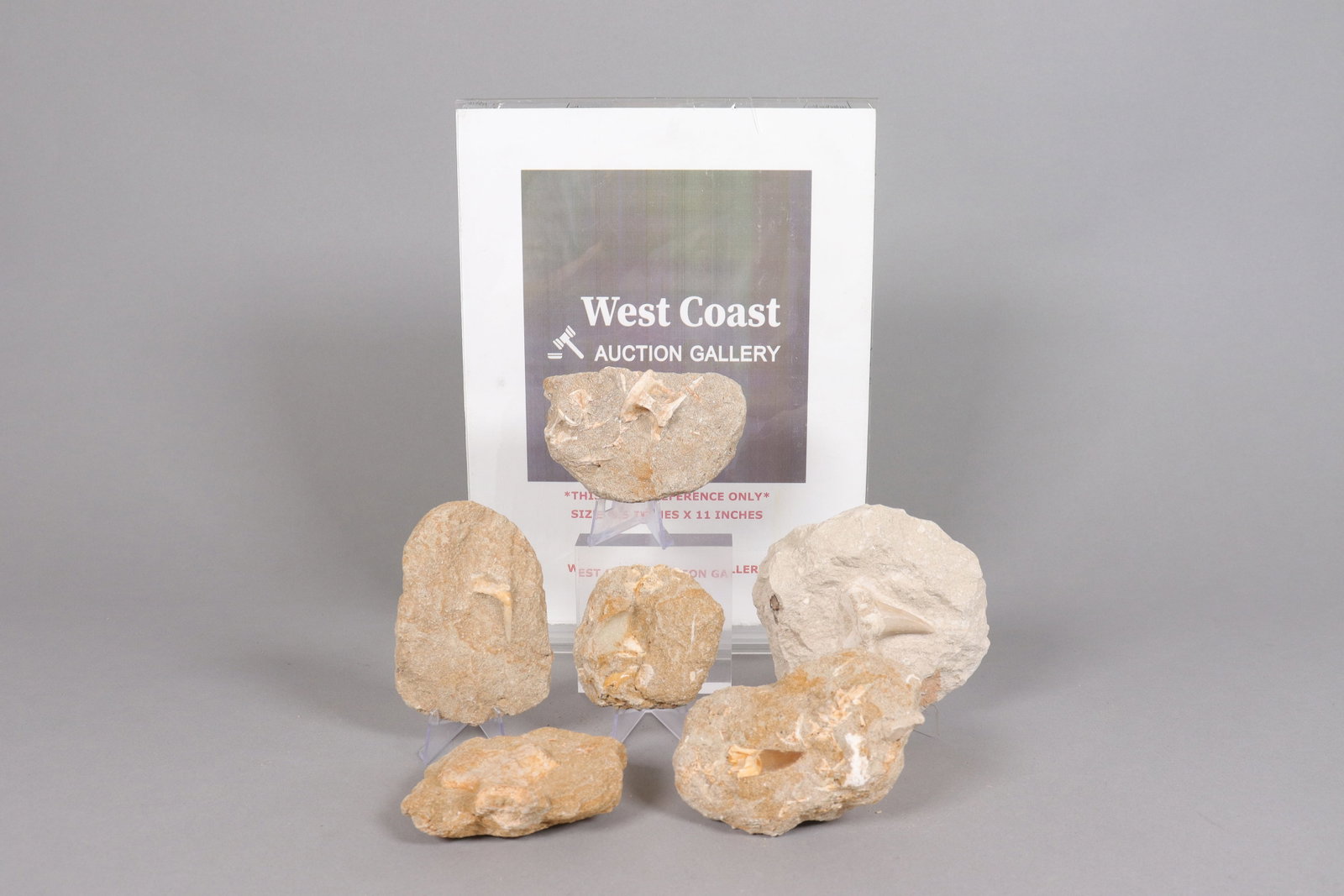 Lots fossilized items - 2