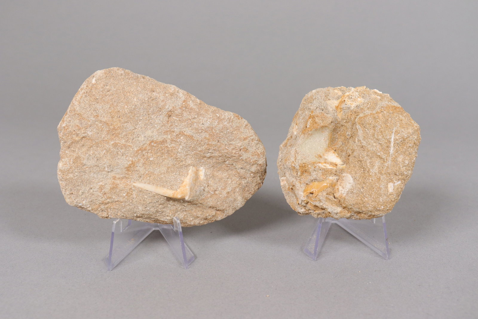 Lots fossilized items - 3