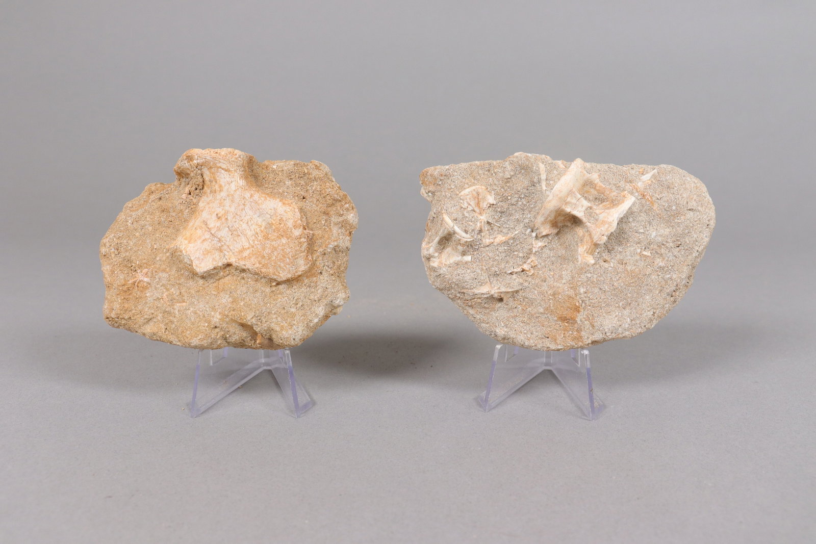 Lots fossilized items - 4