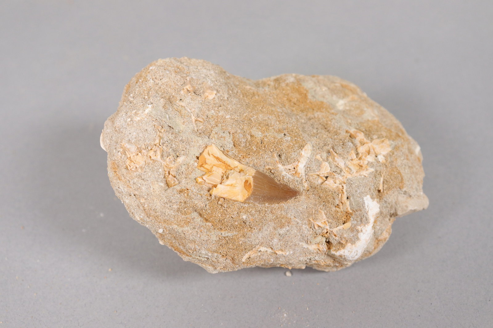 Lots fossilized items - 5