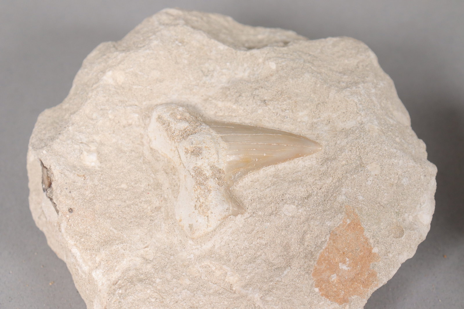 Lots fossilized items - 6
