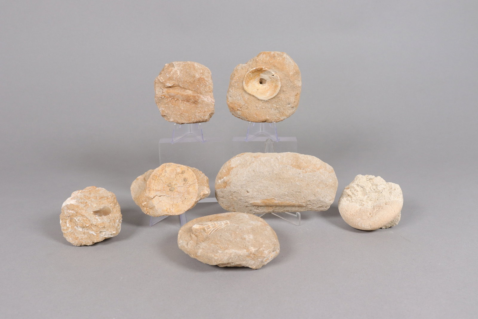 Lots fossilized items: Lots fossilized items, ungraded. All sales are final, no return.