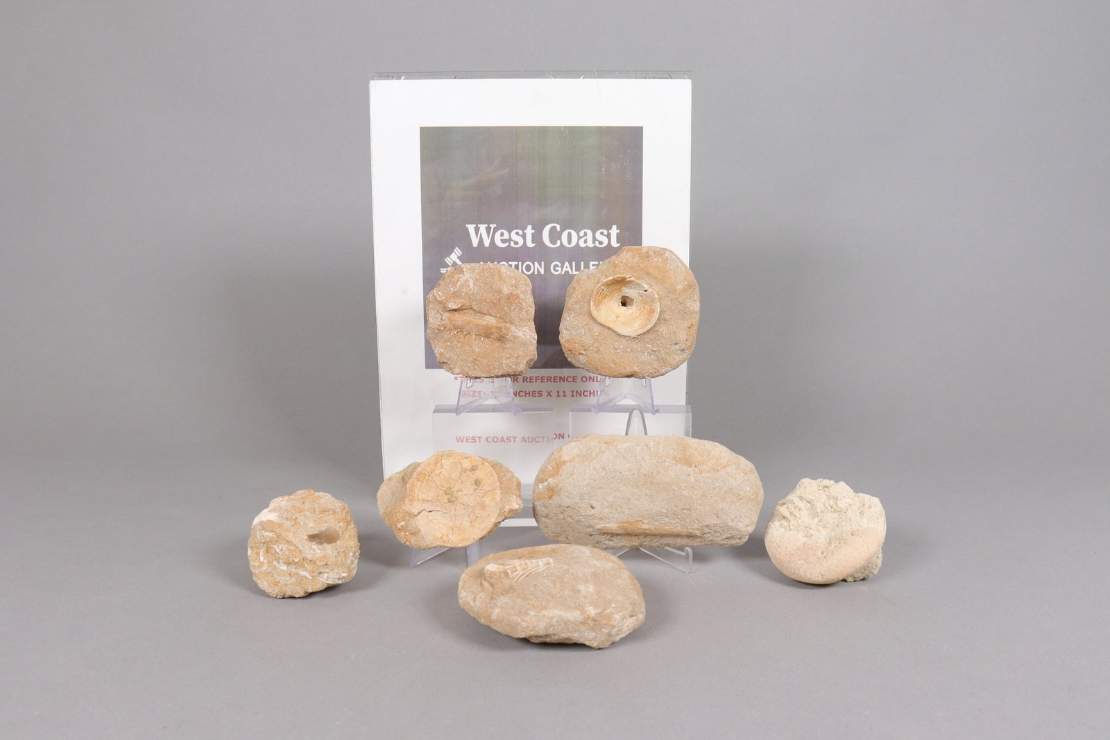 Lots fossilized items - 2