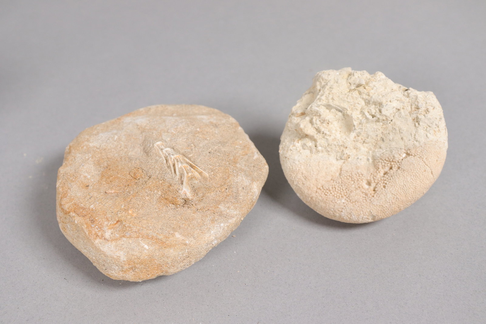 Lots fossilized items - 3