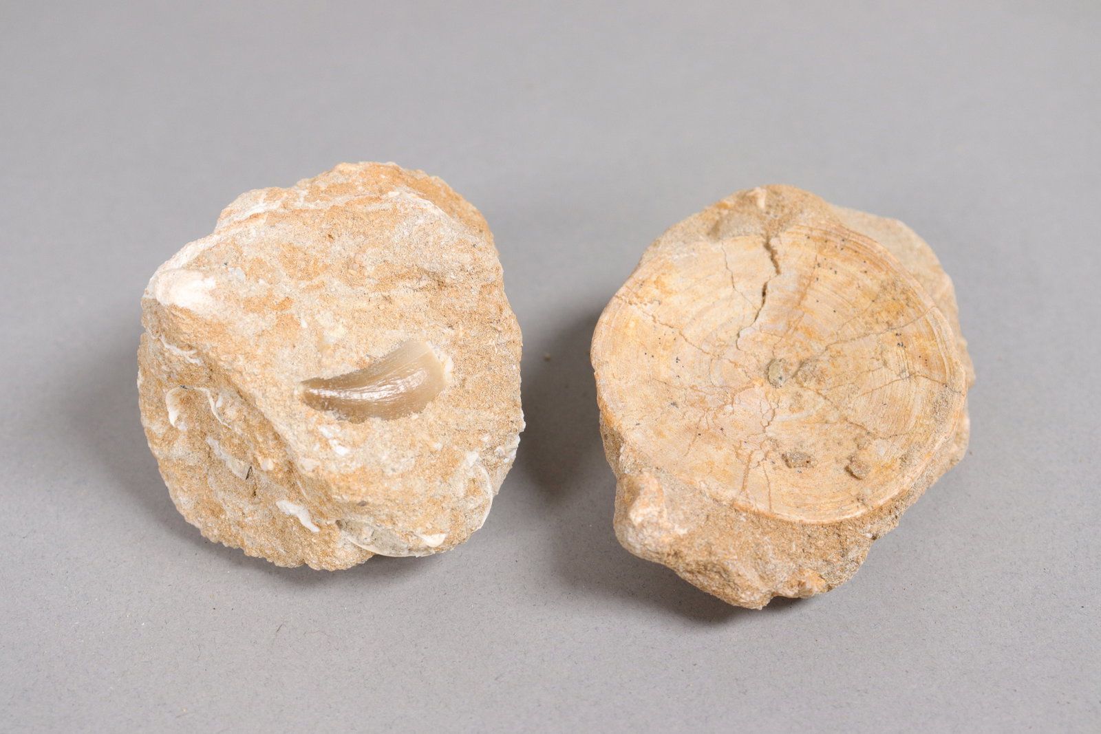 Lots fossilized items - 4