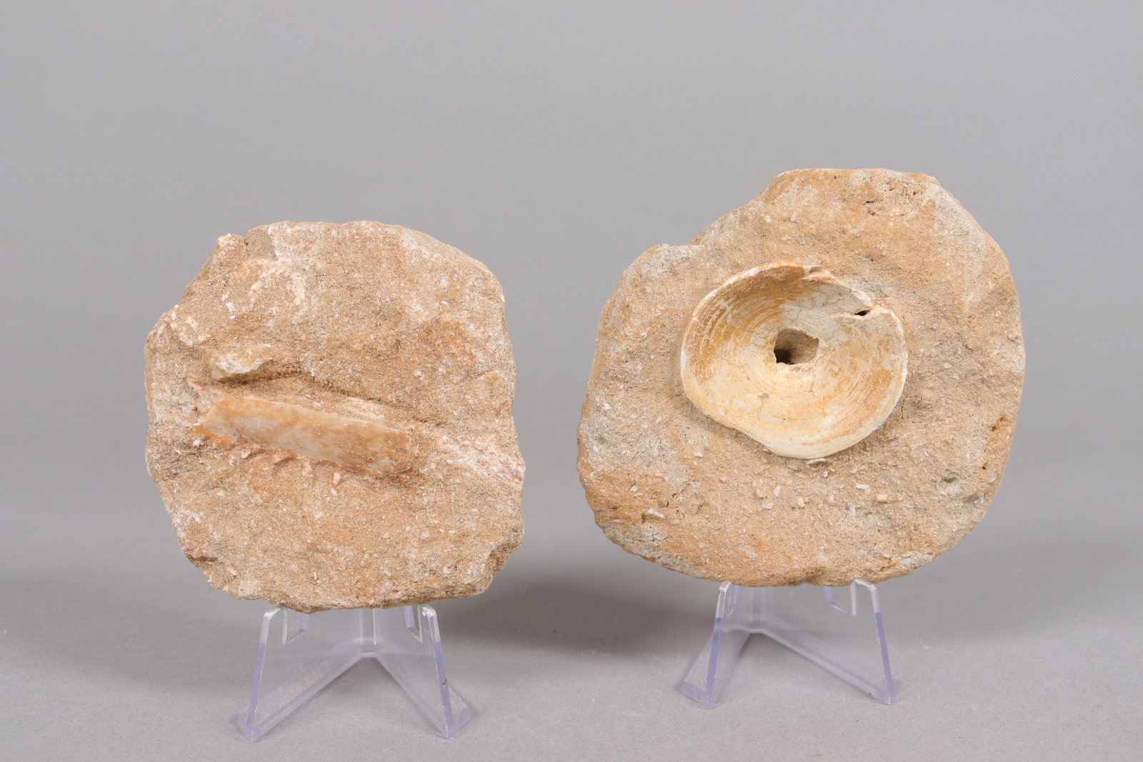 Lots fossilized items - 6