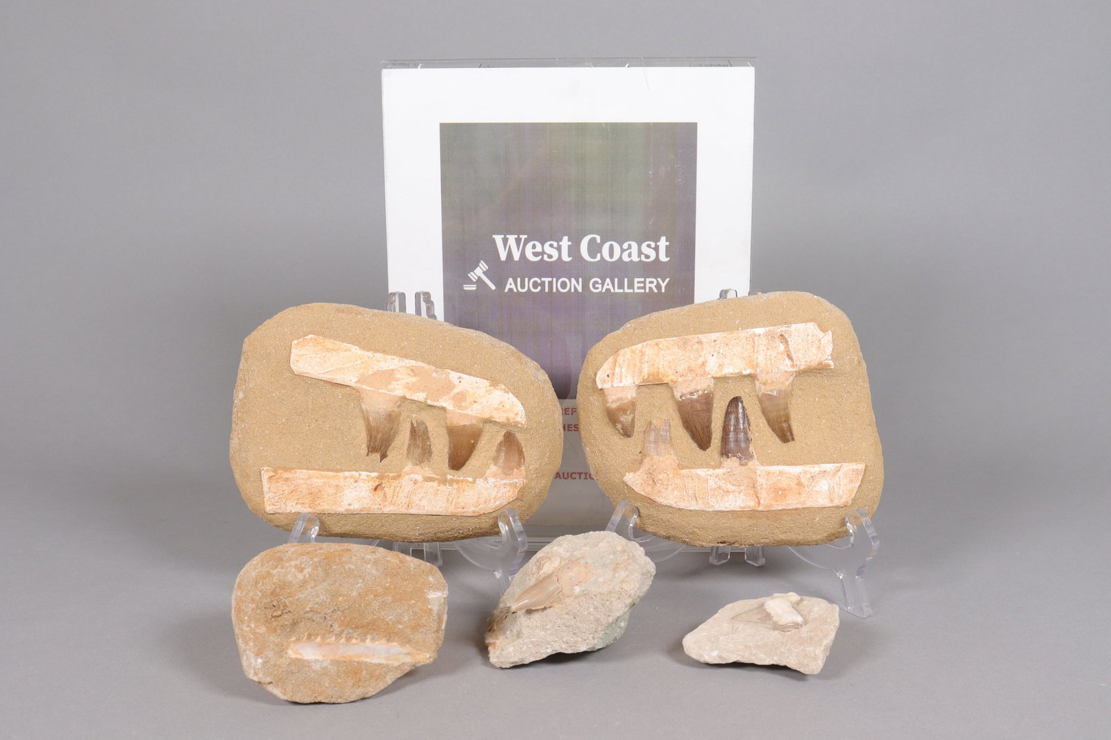 Lots fossilized items - 2