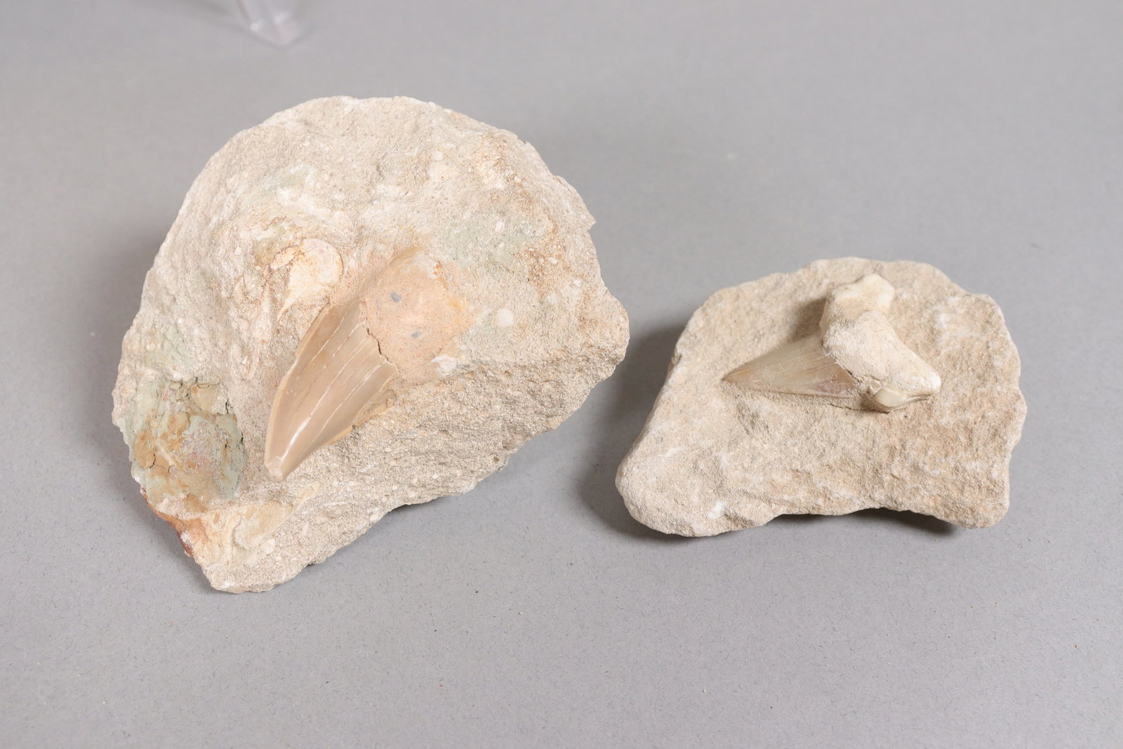 Lots fossilized items - 3