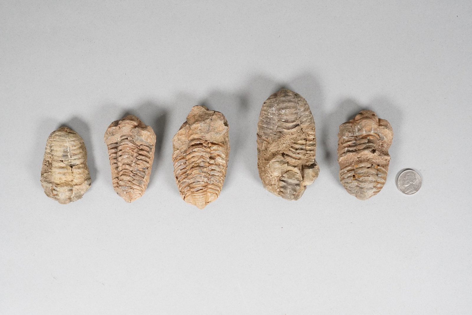 Lots fossilized items in a box - 2