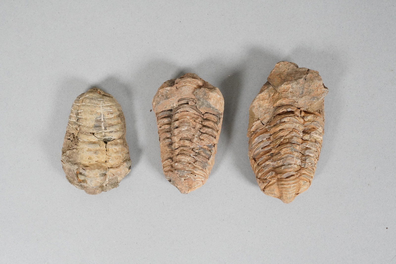 Lots fossilized items in a box - 3