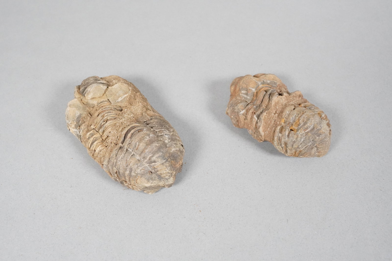 Lots fossilized items in a box - 5