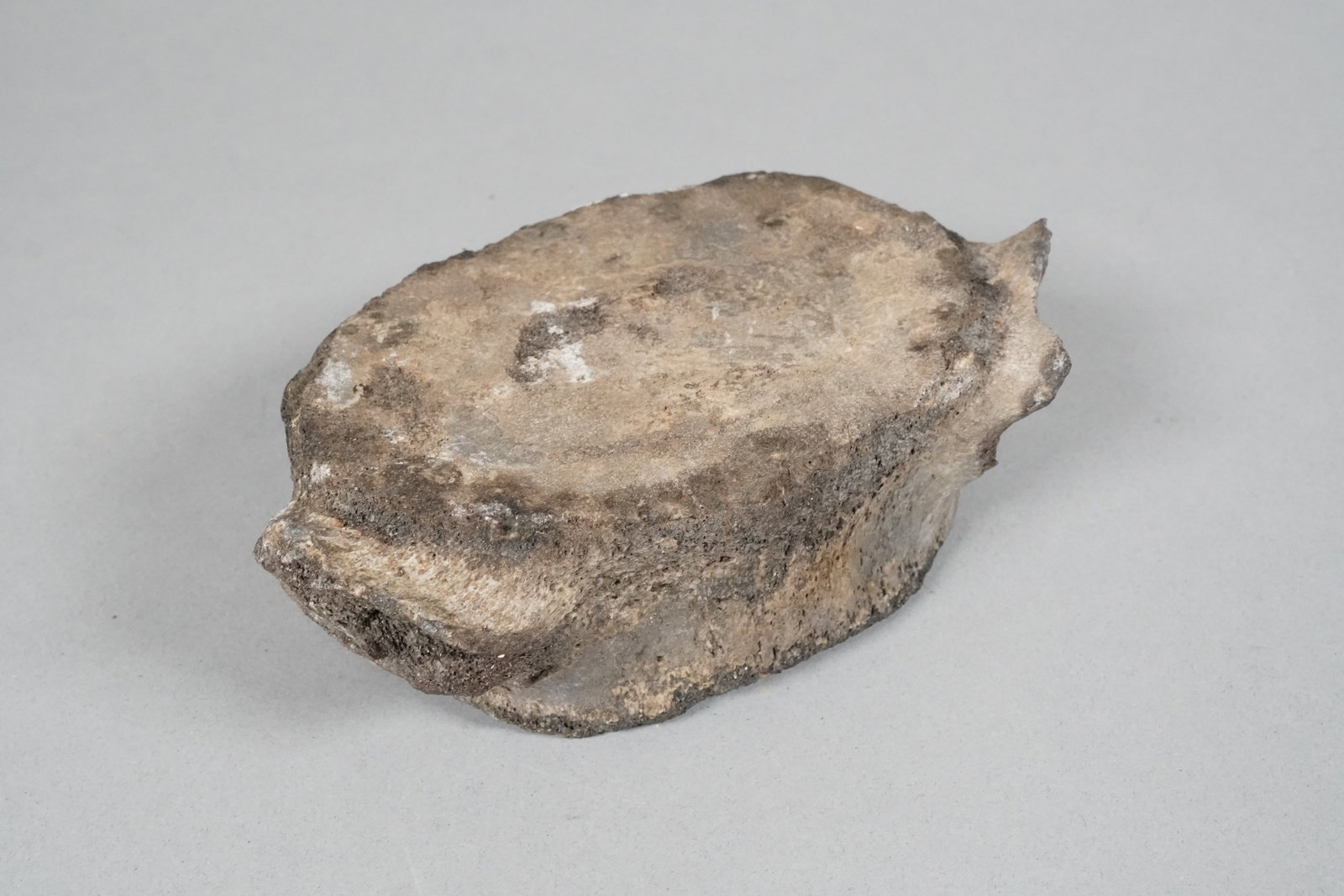 Lots fossilized items - 4