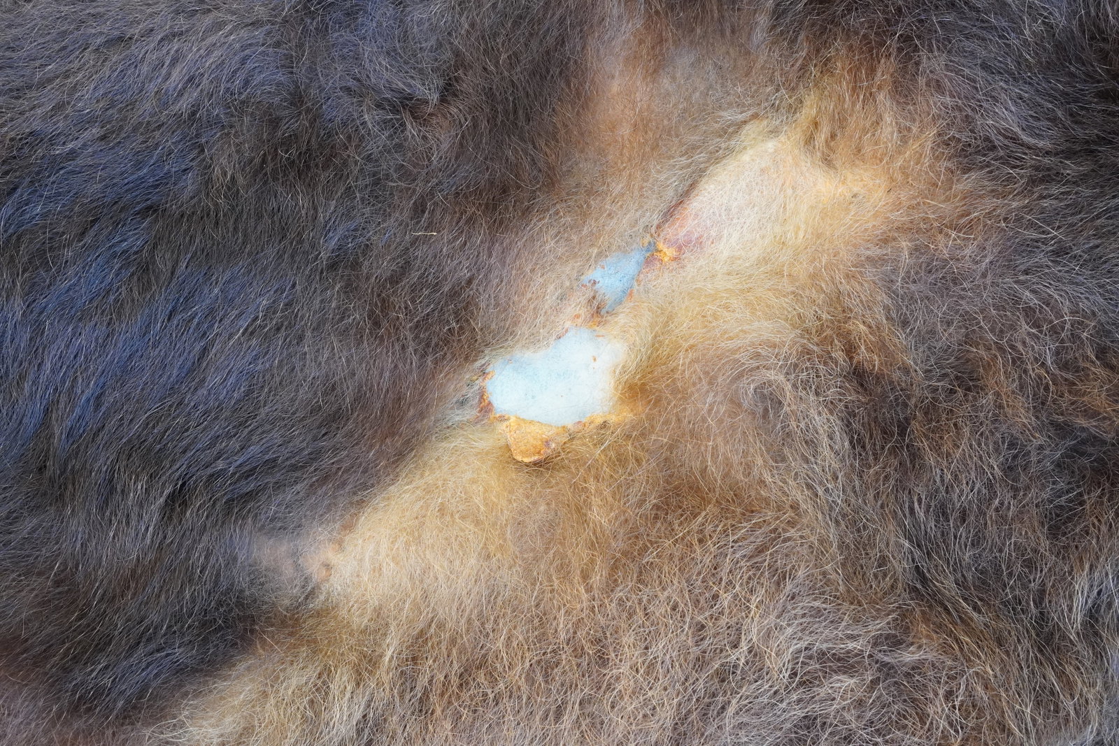 Large antique hide - 5