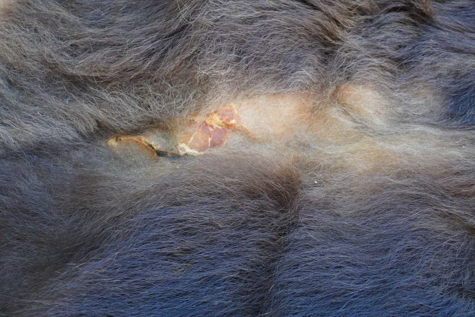 Large antique hide - 7
