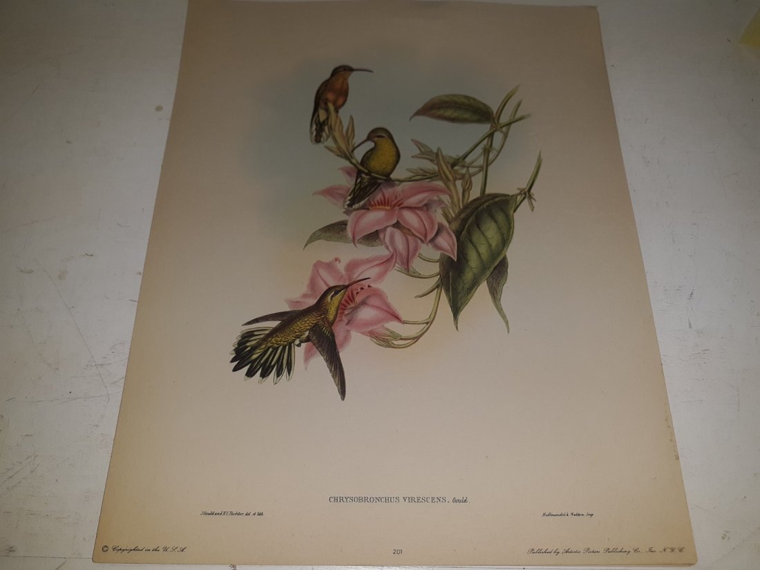 Stunning Gould Bird Lithograph Collection (1 of 15)